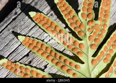 Sorus, oder Sporen- oder Sporangienhaufen, auf der Unterseite des Blattes des Polypody Fern, Polypodium vulgare Stockfoto