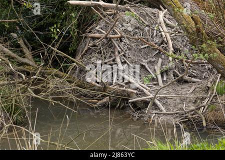 Eurasian Beaver (Castor Fiber) Lodge Norfolk GB UK Mai 2022 Stockfoto