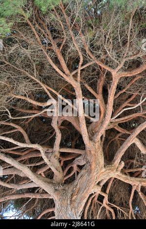 Unterseite Zweige der Zirbe, Pinus pinea, auch bekannt als Sonnenschirmkiefer, Regenschirmkiefer oder italienische Zirbe im südlichen Mittelmeerraum Stockfoto