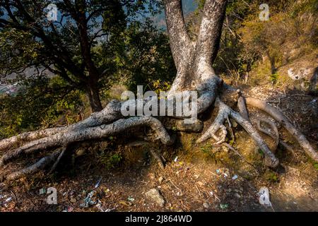 Eine Weitwinkelaufnahme von Wurzeln und Stamm der Himalaya-Birke in einem indischen Wald. Betula utilis Stockfoto