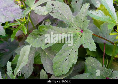 Eine Nahaufnahme der Blätter der Okra-Pflanze in einem indischen Bio-Garten. Okra oder Okro, Abelmoschus esculentus, allgemein bekannt als Ladies Fingers oder Ocker. Stockfoto