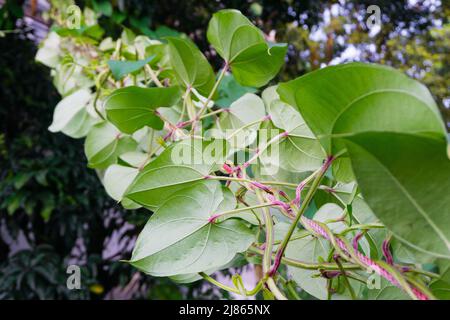 Eine Nahaufnahme der Dioscorea batatas (Igname de Chine) Rebe. Kletterpflanzen im Gartenbau. Stockfoto