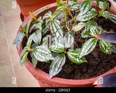 Pilea cadieei Pflanze, die in einem irdenen Topf in einem indischen Garten wächst, ist die Aluminiumpflanze oder Wassermelone pilea, eine Art blühender Pflanze in der ne Stockfoto