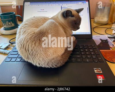 Tonkinese Katze sitzt auf Laptop-Tastatur, Haustier, rein gezüchtet, Tier, Katze, Niedlich, tierisch, störend bei der Arbeit, HERR Stockfoto