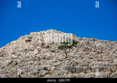 Einsamer Baum, der auf der Insel Chalki wächst Stockfoto
