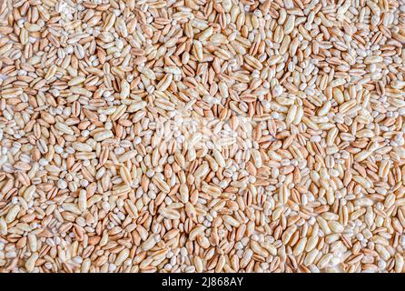 Hintergrund der Harter roter Winterweizen Korn Stockfoto