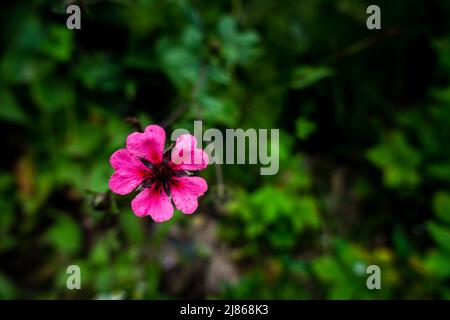 Ein Top-Schuss von Potentilla nepalensis Ron McBeath rosa Blume in Isolation . Indianerwald. Stockfoto