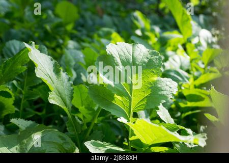 Rettich, Raphanus sativus Plantage in einem Bio-indischen Garten. Grüne Blattgemüse Ernte . Stockfoto