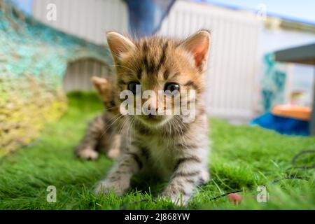 Bengalische Jungtiere auf grünem Gras. Ein niedliches geflecktes Kätzchen im Freien im Gras. Abenteuer im Sommer. Bengalen Kätzchen zwei Wochen alt Stockfoto