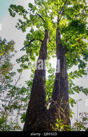 Eine Weitwinkelaufnahme eines Shorea Robusta- oder Sal-Baumes in einem indischen Wald. Es ist ein großer, Laubbaum, der in Indien, Myanmar und Nepal gefunden wird. Stockfoto