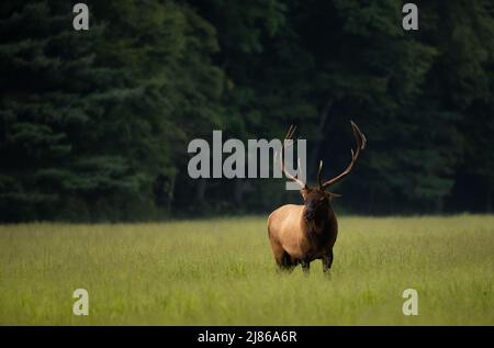 Bull Elk mit Large Rack steht auf einem Grasfeld vor Einem dunklen Wald im Great Smoky Mountains National Park Stockfoto