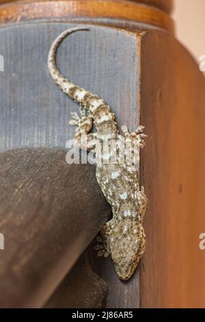 Teneriffa Wandgecko (Tarentola delalandii ), auf Holzfläche, Nahsicht Stockfoto