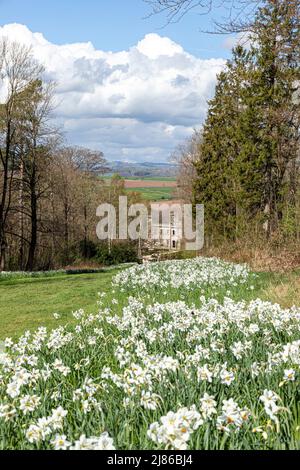 Narcissi im Frühling im Lowther Castle im English Lake District National Park in der Nähe von Penrith, Cumbria, England Stockfoto