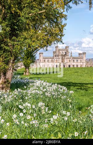 Narcissi im Frühling im Lowther Castle im English Lake District National Park in der Nähe von Penrith, Cumbria, England Stockfoto