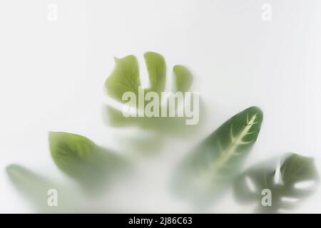 Große Blätter von Monstera und anderen tropischen Pflanzen im Dschungel- und Tropenwald im dichten Nebel. Stockfoto