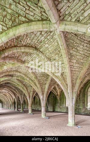 Das Gewölbekellarium in der Fountains Abbey aus dem 12.. Jahrhundert in der Nähe von Ripon, North Yorkshire, England Stockfoto