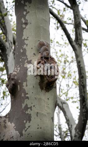 Drei kleine Eichhörnchen tauchen aus dem Baumkrümmchen auf, wo sie für ein paar Momente des Spiels aufgezogen werden. Im Kissena Park, Flushing, New York City. Stockfoto