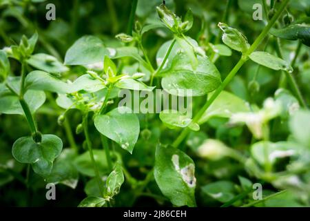 Eine Nahaufnahme von Stellaria media, Kicherkraut, ist eine einjährige und mehrjährige blühende Pflanze in der Familie der Caryophyllaceae. Uttarakhand Indien Stockfoto