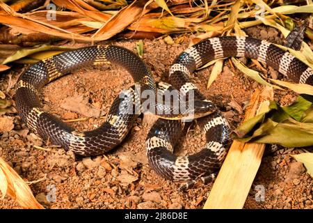 Blau Oder Malayan Krait (Bungarus Candidus) Essen Eine Braune ...