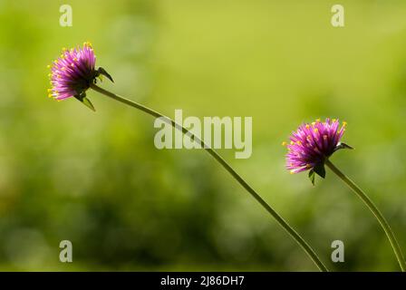 Twin Gomphrena Blume im Garten Stockfoto