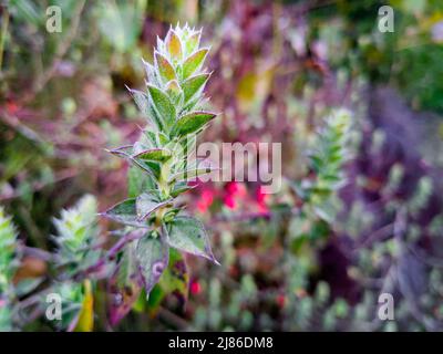 Eine Nahaufnahme von Lepidagathist cuspidata. Es ist eine Pflanzenart aus der Familie der Acanthaceae. Er stammt aus Indien und ist ein stacheliger Strauch, der profu wächst Stockfoto