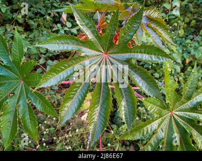 Nahaufnahme von Rizinusölpflanzen und Samen. Ricinus communis, die Rizinusbohne- oder Rizinusölpflanze, ist eine mehrjährige Blütenpflanze in t Stockfoto