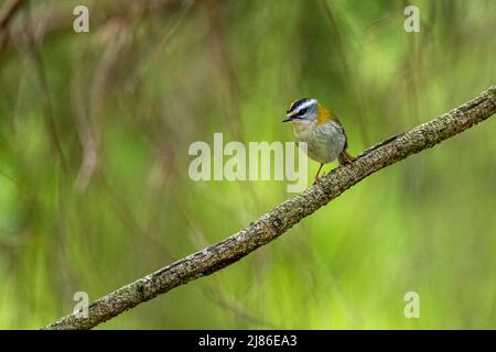 Ein Vogel, der vom Ast singt. Natur mit dem Kopierbereich. Gewöhnliche Feuerstelle, Regulus ignicapilla. Stockfoto