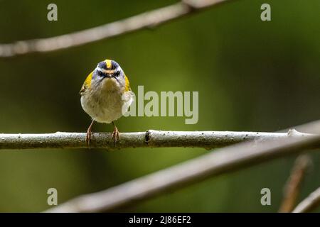 Ein Vogel, der vom Ast singt. Natur mit dem Kopierbereich. Gewöhnliche Feuerstelle, Regulus ignicapilla. Stockfoto