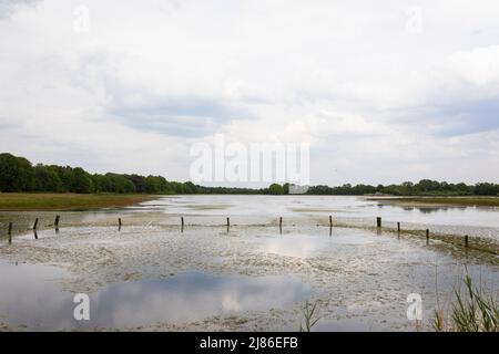 Fen in Torf- und Moorgebiet 'het beleven' in den Niederlanden Stockfoto