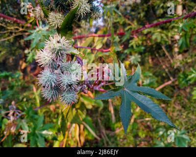 Nahaufnahme von Rizinusölpflanzen und Samen. Ricinus communis, die Rizinusbohne- oder Rizinusölpflanze, ist eine mehrjährige Blütenpflanze in t Stockfoto