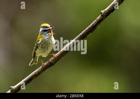 Ein Vogel, der vom Ast singt. Natur mit dem Kopierbereich. Gewöhnliche Feuerstelle, Regulus ignicapilla. Stockfoto