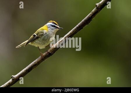 Ein Vogel, der vom Ast singt. Natur mit dem Kopierbereich. Gewöhnliche Feuerstelle, Regulus ignicapilla. Stockfoto