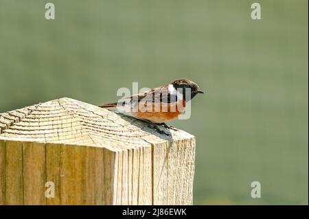 Männlicher Stonechat auf einem Zaunpfosten in Garretstown, West Cork, Irland. Stockfoto