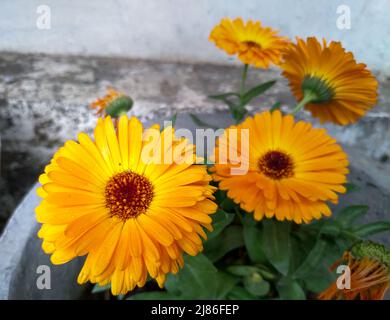 Eine Nahaufnahme von Ringelblume, Calendula Officinalis Blumen in voller Blüte in einem indischen Haushalt Stockfoto