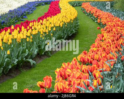 Führende Linien von bunten blühenden Tulpen im Park Keukenhof in den Niederlanden Stockfoto