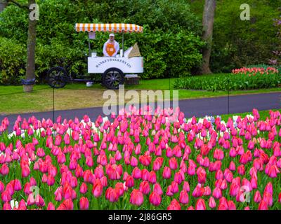 Lisse, Niederlande - 25. April 2022: Blühende rosa Tulpen im Park Keukenhof in den Niederlanden Stockfoto