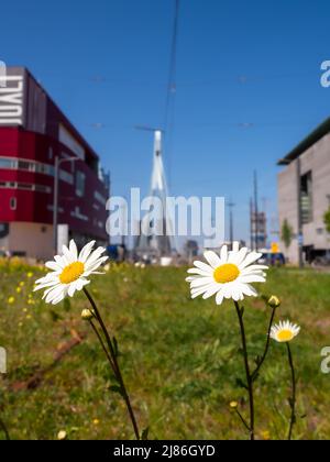 Rotterdam, Niederlande - 28. April 2022: Gänseblümchen auf verlassenen Straßenbahnschienen in Rotterdam - im Hintergrund Erasmus-Brücke. Stockfoto