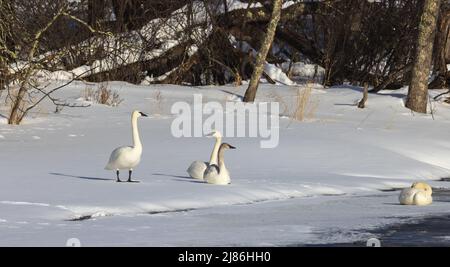 Trumpeter Schwäne in Nordwisconsin. Stockfoto