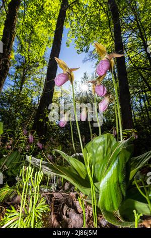 Rosa Damenschuhe (Cypripedium acaule) in Pisgah National Forest, Brevard, North Carolina, USA Stockfoto