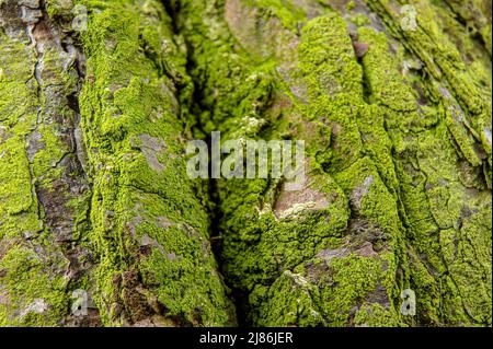 Feines grünes Moos, das auf der Rinde des Baumes im Wald wächst, Nahaufnahme Detail Stockfoto