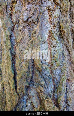 Die Rinde eines Douglas-Fir-Baumes (Pseudotsuga menziesii) Stockfoto