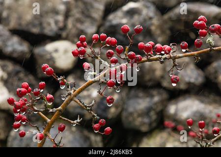 Hawthornzweig und Beeren im Regen, vor einer trockenen Steinmauer, in der Nähe von Malham Cove, Yorkshire National Park. Stockfoto