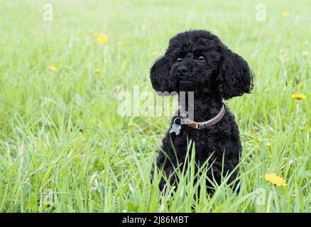 Schwarzer Spielzeugpudel auf dem Feld vor dem Hintergrund von grünem Gras Stockfoto