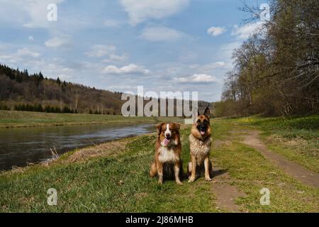 Deutsche und australische Schäferhunde sitzen im Gras gegen den Fluss und lächeln. Zwei reinrassige gehorsame Hunde warten zusammen. Region Moskau, die Moskwa Stockfoto