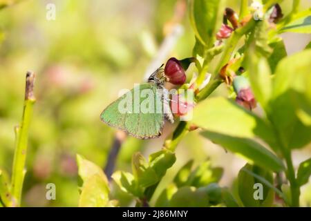 Ein grüner Haarstreifen (Callophrys rubi) ein seltener, kleiner Schmetterling aus der Familie der Lycaenidae, der auf jungen Brombeeren mit grünem Hintergrund ruht Stockfoto