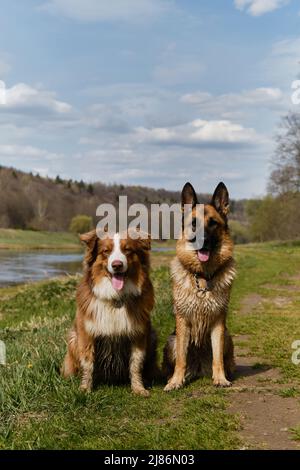 Deutsche und australische Schäferhunde sitzen im Gras gegen den Fluss und lächeln. Zwei reinrassige gehorsame Hunde warten zusammen. Region Moskau, die Moskwa Stockfoto