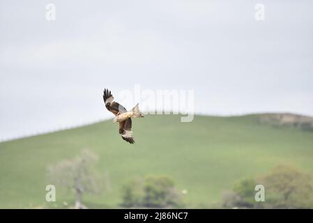 Red Kite (Milvus milvus) Fliegen Sie im April von rechts nach links gegen Horizon mit Himmel oben und Bäumen unten, in Mid-Wales, Großbritannien Stockfoto