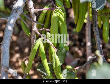 Grüne Johannisbrotfrüchte hängen in Ceratonia Siliqua Baum im Garten in der Nähe, Zypern. Stockfoto