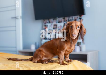 Lustiger brauner Dackel-Welpe, der im Schlafzimmer am Bettrand sitzt Stockfoto