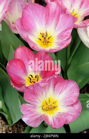 Tulipa Flammendes Purissima Stockfoto